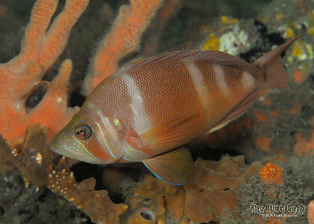 Florida Barred Hamlet