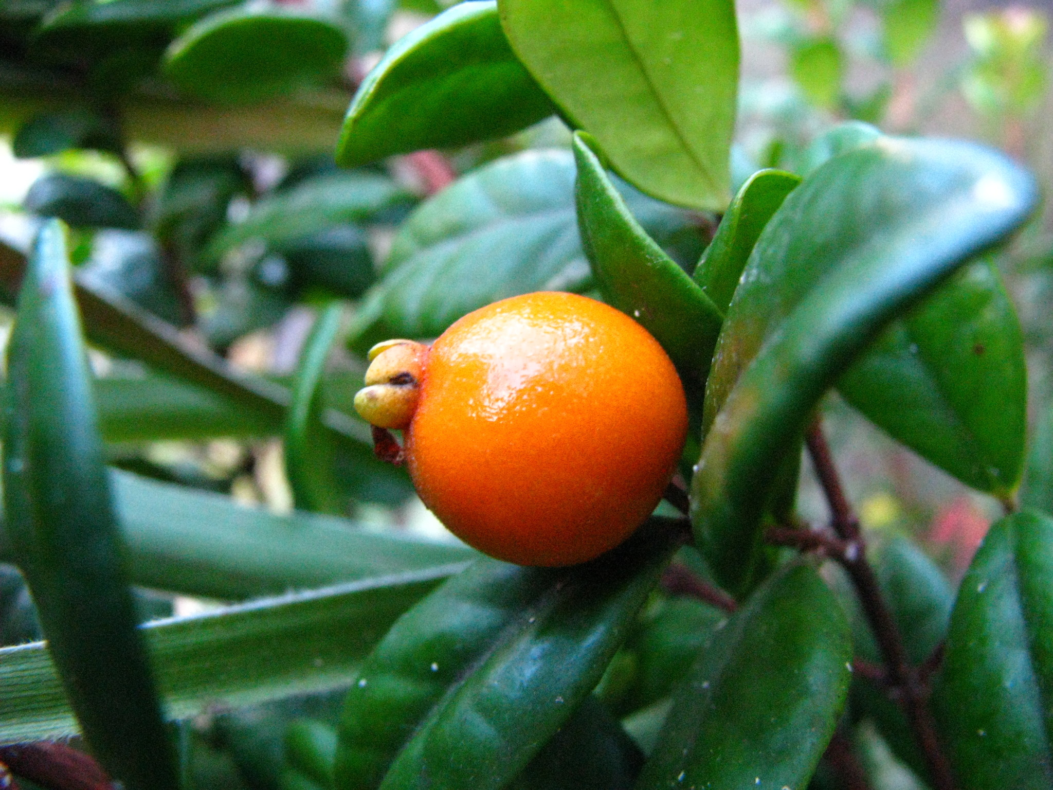 Eugenia koolauensis