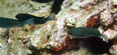 Girella punctata