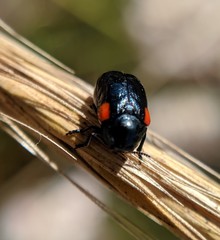 Saxinis saucia