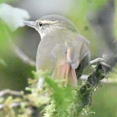Syndactyla rufosuperciliata