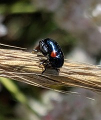 Saxinis saucia