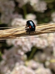 Saxinis saucia
