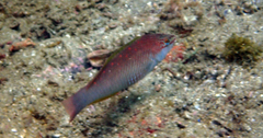 Pseudolabrus sieboldi