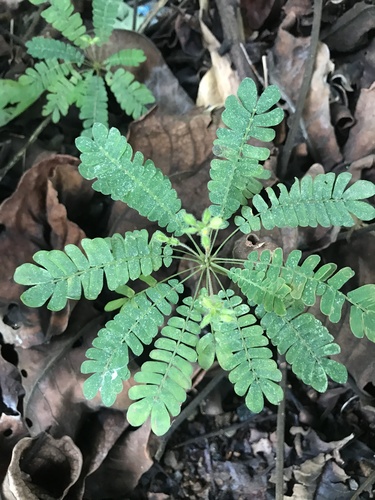 Image of Biophytum sensitivum by no rights reserved