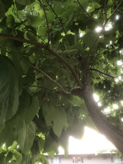 Catalpa