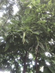 Catalpa