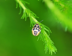 Eurydema
