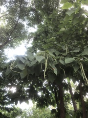 Catalpa