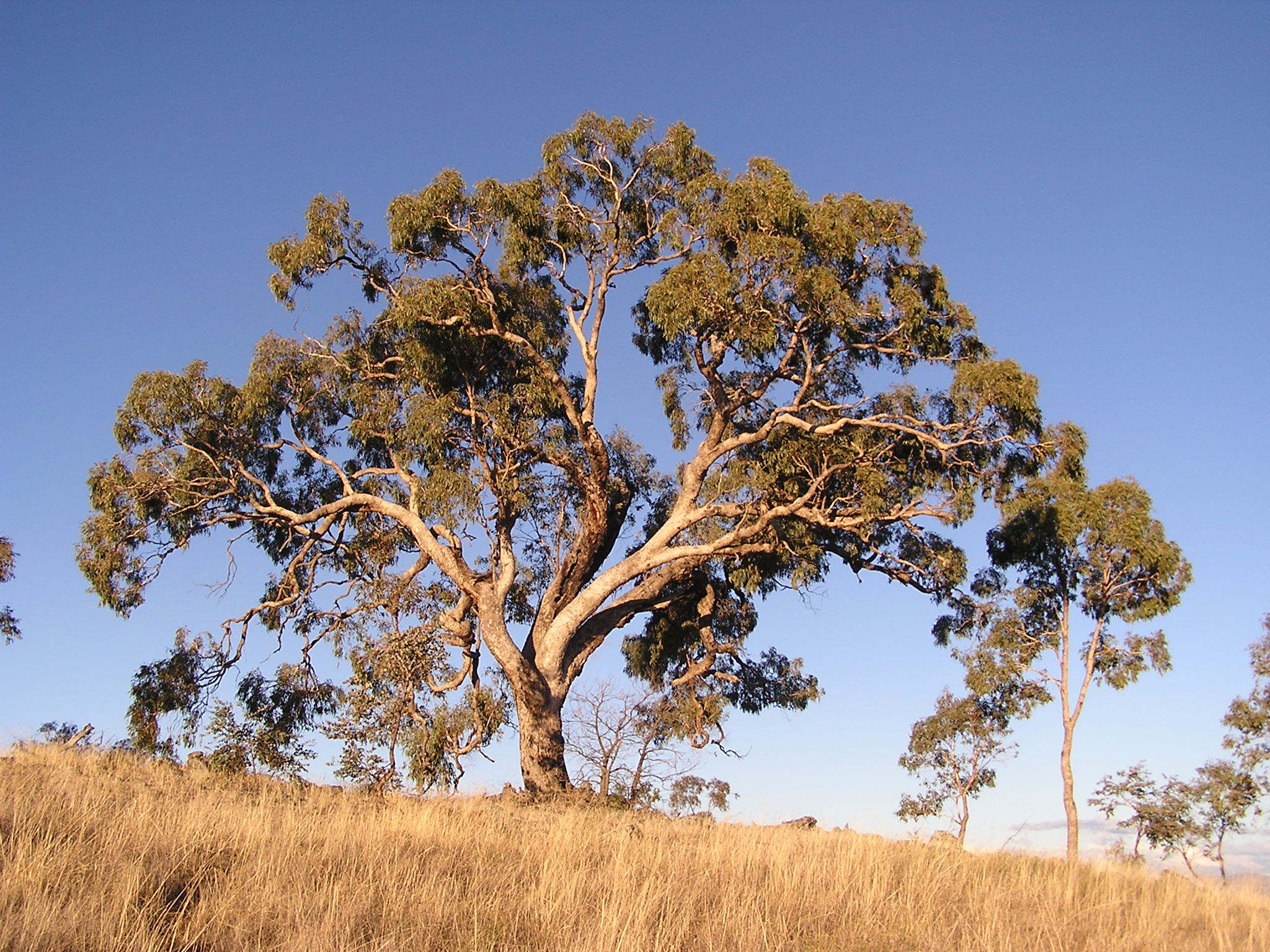 Eucalyptus bridgesiana