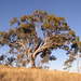 Eucalyptus bridgesiana - Photo Original uploader was Matilda at en.wikipedia, δεν υπάρχουν γνωστοί περιορισμοί πνευματικών δικαιωμάτων (Κοινό Κτήμα)