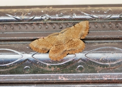 Anticypella diffusaria