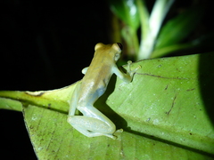 Scinax elaeochroa