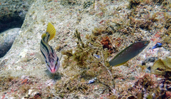 Pseudolabrus sieboldi