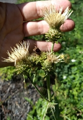Cirsium remotifolium