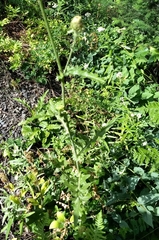 Cirsium remotifolium