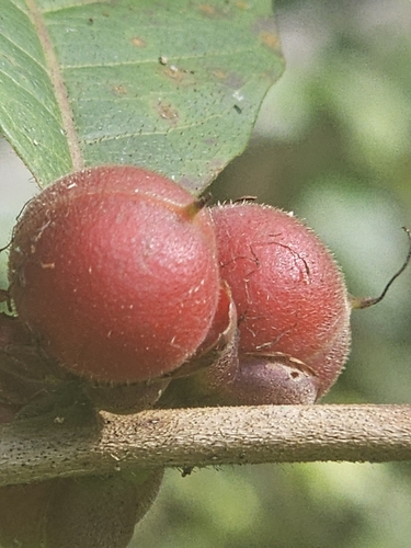 Caskfruit (Doliocarpus major)