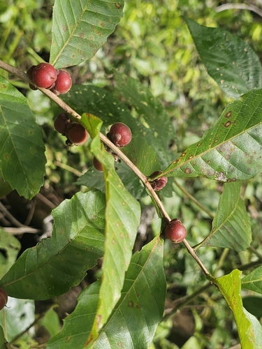 Image of Caskfruit (Doliocarpus major) by no rights reserved