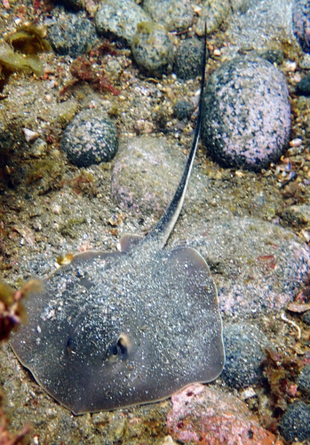 Brown stingray (Hemitrygon akajei) — Dasyatidae — 5