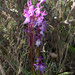 Orchis mascula ichnusae - Photo no hay derechos reservados, subido por Peter de Lange