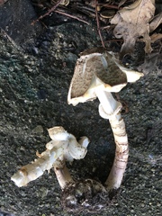 Agaricus approximans