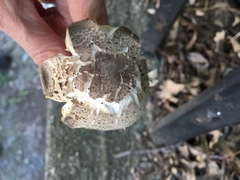 Agaricus approximans