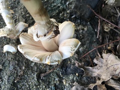 Agaricus approximans