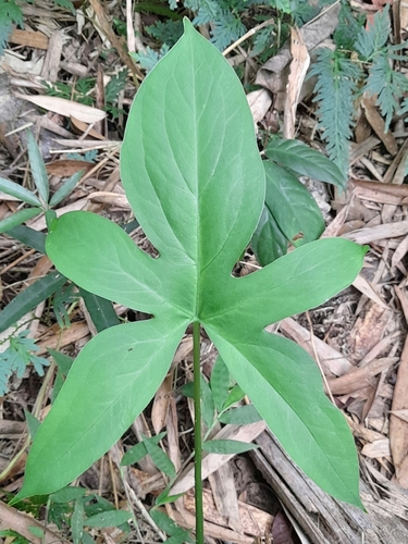 Image of Lasia spinosa by (c) Sam Bellamy, some rights reserved (CC BY)