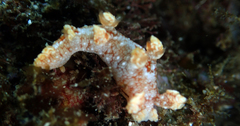Bornella hermanni