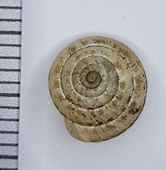Xeroplexa olisippensis