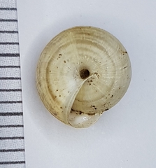 Xeroplexa olisippensis