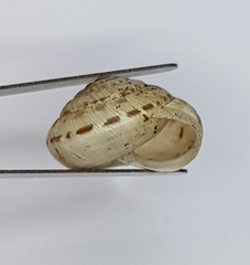Xeroplexa olisippensis