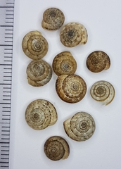 Xeroplexa olisippensis