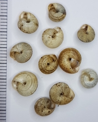 Xeroplexa olisippensis