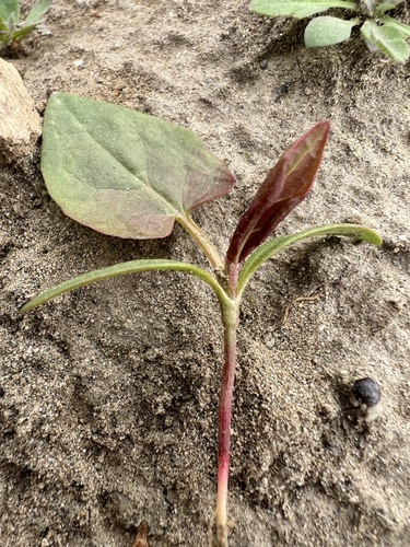 Foto de Corda-de-viola