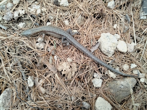 Carniolan lizard, Ville di Fiemme, Autonomous Province of Trento, Italie, photo 8 of 10