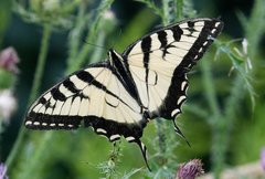 Papilio canadensis × glaucus
