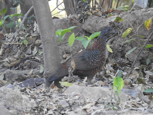 Painted Spurfowl (Galloperdix lunulata), photo 4