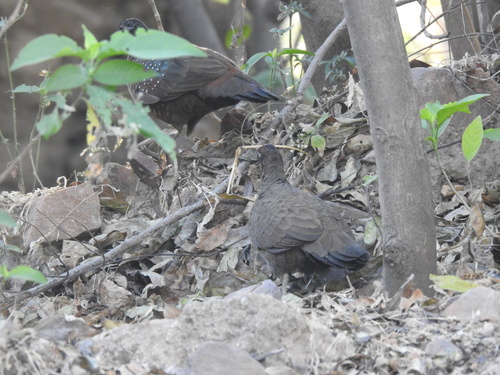 Painted Spurfowl (Galloperdix lunulata), photo 5