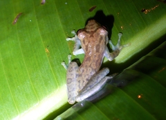 Scinax elaeochroa