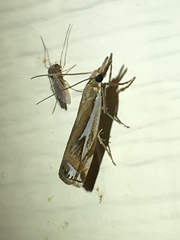 Crambus bidens