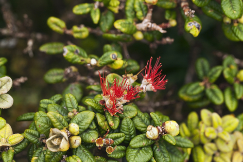 Metrosideros rugosa
