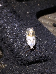 Ponometia candefacta