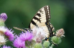Papilio canadensis × glaucus