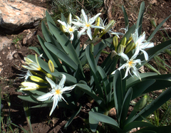 Pancratium illyricum