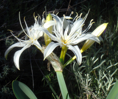 Pancratium illyricum