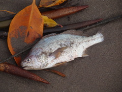 Stellifer scierus