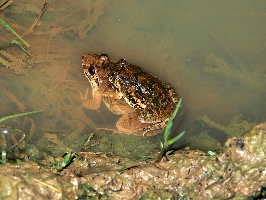 Fejervarya limnocharis