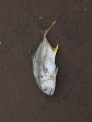 Caranx caninus