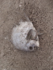 Ephippidae